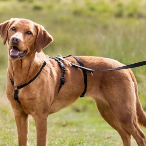 ���� ��� ����� Trixie ����� M-L, 50-75 �� � 20 ��