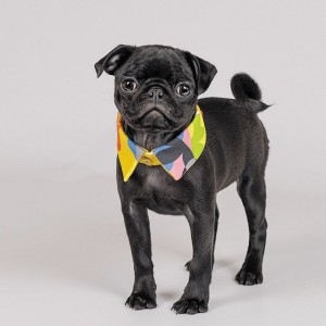 ������� Pet Fashion �Bright� ��� �����, ����� S-�, ������