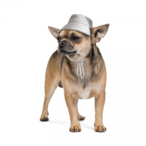 ����� Pet Fashion �Party� ��� �����, ����� M, ��� (����)