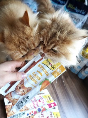 ������ GimCat ̒���� ������� ��� ����, � ������� �� �����, 3 �� �� 5 �