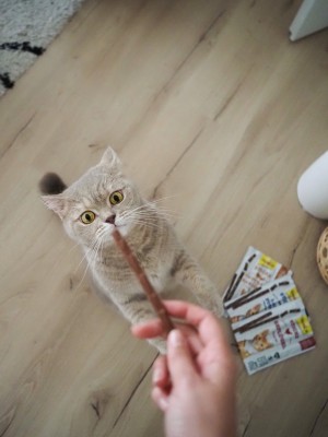 ������ GimCat ��� ����, ������� � �'���� �����, 4 �� �� 5 �