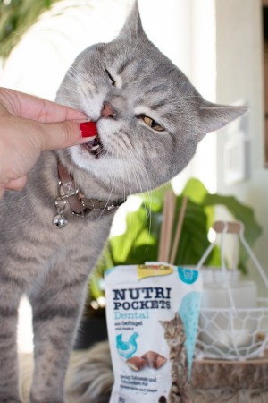 ³  GimCat Nutri Pockets Dental  ,  , 60 