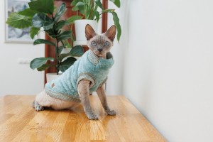 ����� Pet Fashion Tim ��� ����, ����� S