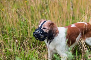 ��������� Trixie Muzzle Flex ��� �����, ����������, L-XL (������)