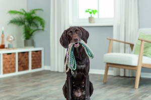 ������� Trixie Cavo ��� ����� S�M 1 � d 12 �� �������/�������