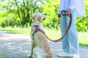 ������� Trixie Cavo ������������ ��� ����� S�M 2 � d 12 �� �����/������