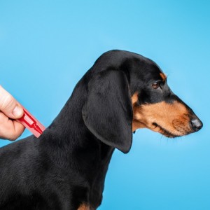 ����� Provet Profiline ��� ����� 4-10 ��, 1 ������ 1,0 �� (���������������)