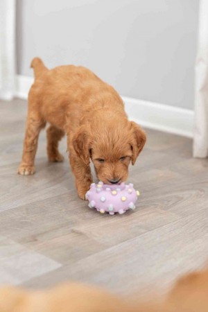 ������� Trixie ʳ���� �������� ��� �����, d:8 �� (������)