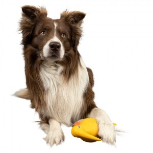 ������� Kiwi Walker ����� �⳻ ��� �����, ������������, 8,5 ��
