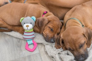 ������� Trixie Junior ������ ��� �����, � ������ � ������, 23 �� (��������/����)