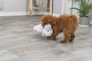 ������� Trixie ��� ����� ����� � ������ �������� ��� 40 ��