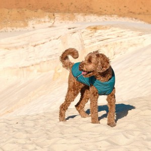 ����� Pet Fashion �E.Vest� ��� �����, ����� M2, ������� �����