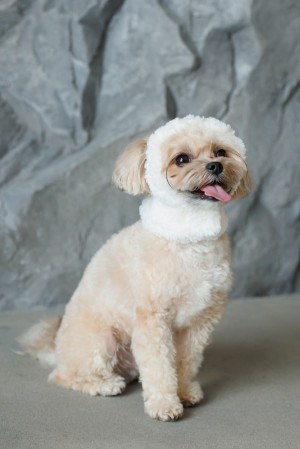 ����� Pet Fashion Teddy ��� ����� ����� S