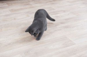 ������� Trixie ������ ������� Moving Light ��� ����, �� ����, 11 ��