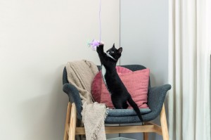 ������� Trixie ������� � ����� ��� ������� 40 ��