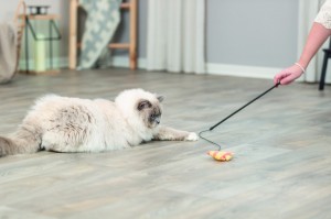 ������� Trixie ������� � �������� ����� ��� ���� 46 ��