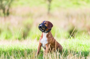 ��������� Trixie Muzzle Flex ��� �����, ����������, L-XL (������)
