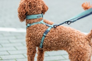 �������� Trixie CityStyle ������������� ��� ����� ������� M 35�42 �� 25 �� �����-�������