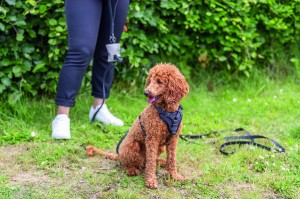 ���� Trixie CityStyle H-harness ��� ����� ������� XS�S 30�44 �� 10 �� �����