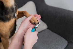 ʳ Trixie Luxe   , , 12 
