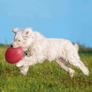  Trixie Dog Activity ˳   , d:24  ()