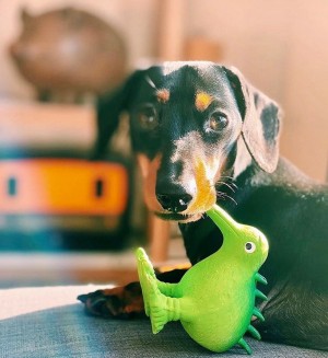 ������� Kiwi Walker ����� �⳻ ��� �����, �������, 13,5 ��