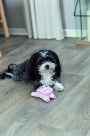 ������� Trixie ���� �������� ��� ����� 12 ��
