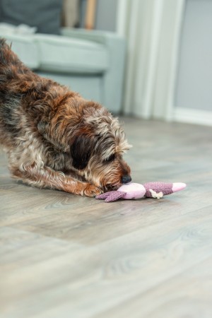 ������� Trixie ���� ������� � ���� ��� ����� 24 ��