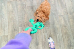 ������� Trixie Գ���� � ������� ��� ����� �������� ����� 26 ��