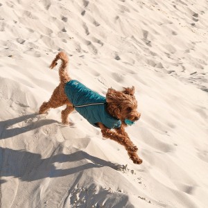 ����� Pet Fashion �E.Vest� ��� �����, ����� SM, ������� �����