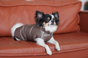 ����� Pet Fashion Hardy ��� ����� ����� S