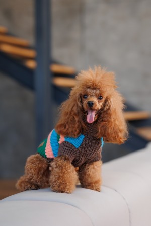 ����� Pet Fashion Happy ��� �����, ����� XS2