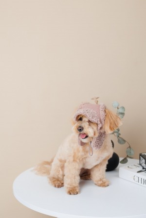 ����� Pet Fashion Valley ��� ����� ����� S