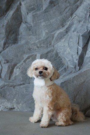����� Pet Fashion Teddy ��� ����� ����� M
