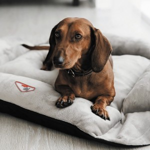 �����-����������� Pet Fashion �Simon� ��� �����, 54�66�20 ��, ����/������